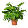 Shangri La, Philodendron Seed thumbnail number null